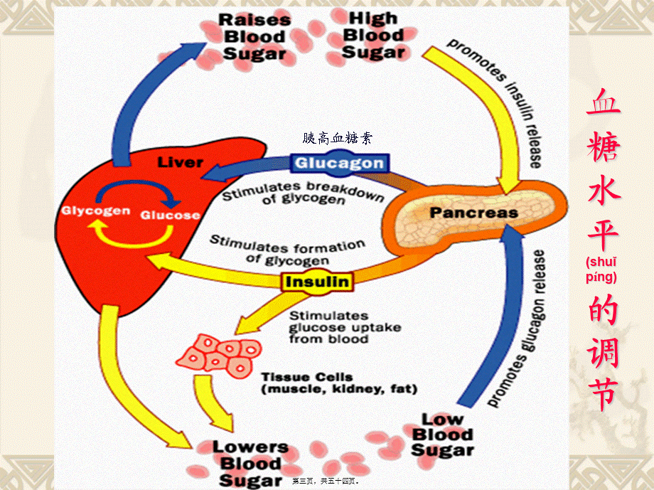 2022年医学专题—第二十八章-胰岛素及口服降糖药.ppt_第3页