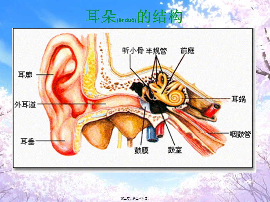 2022年医学专题—关于耳朵-(2).ppt_第2页