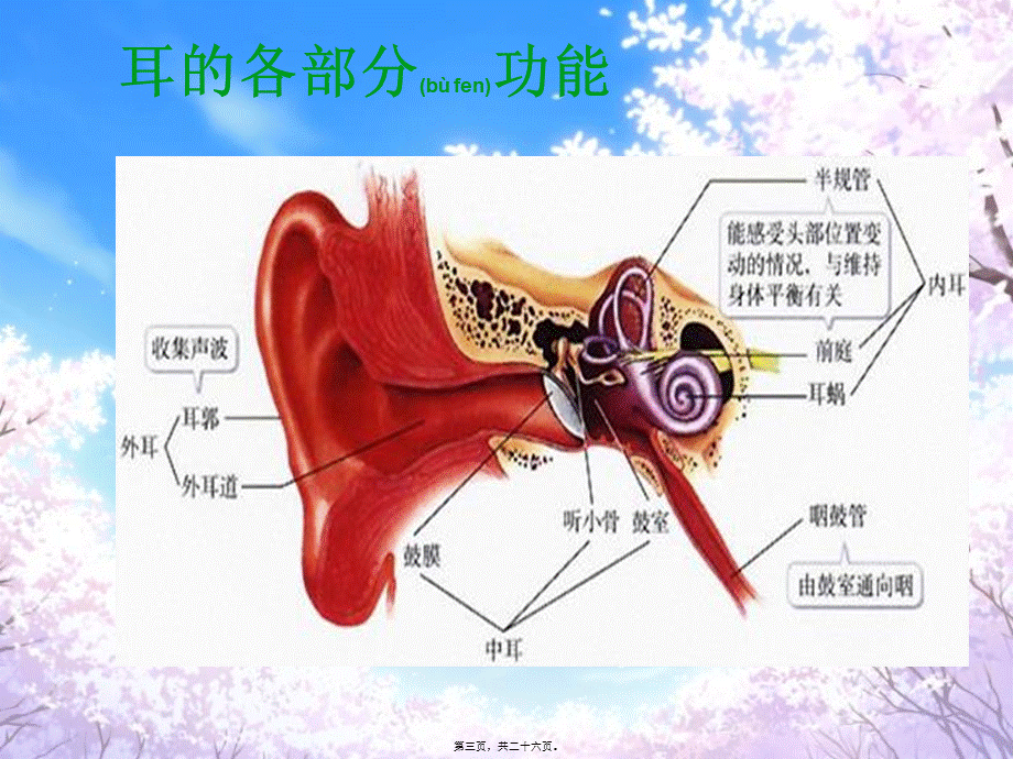 2022年医学专题—关于耳朵-(2).ppt_第3页