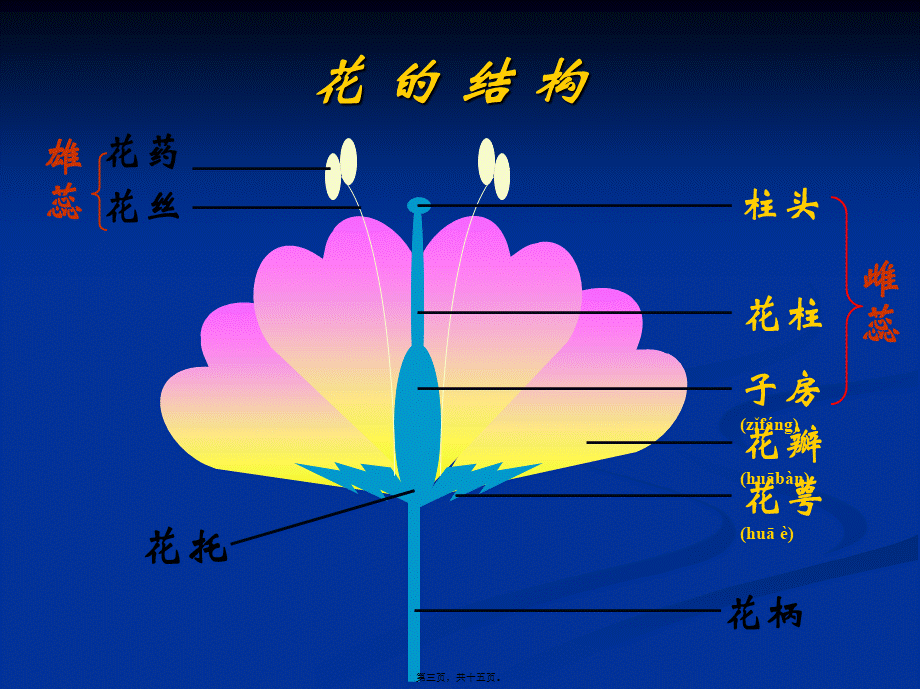 2022年医学专题—精子+卵细胞——受精卵.ppt_第3页