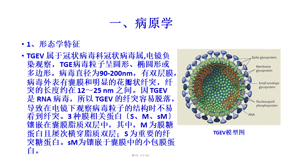 传染性胃肠炎TGEV.ppt_第3页