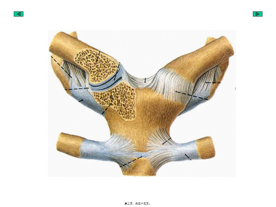 901-4附肢骨连结.pptx_第2页
