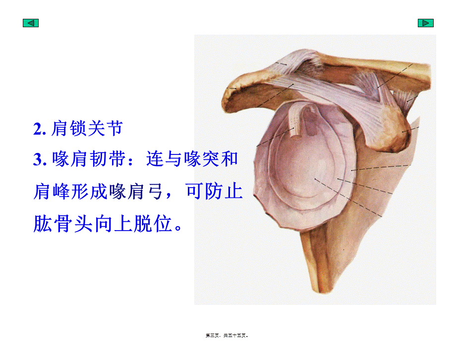 901-4附肢骨连结.pptx_第3页