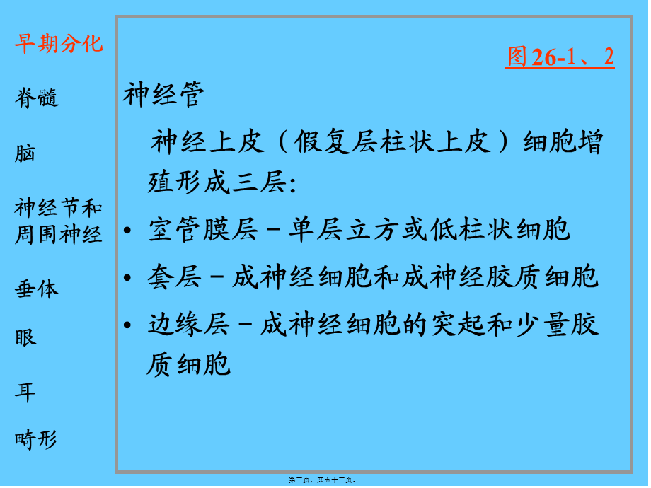 2022年医学专题—脑神经系统-神经系统和眼耳的发生..ppt_第3页