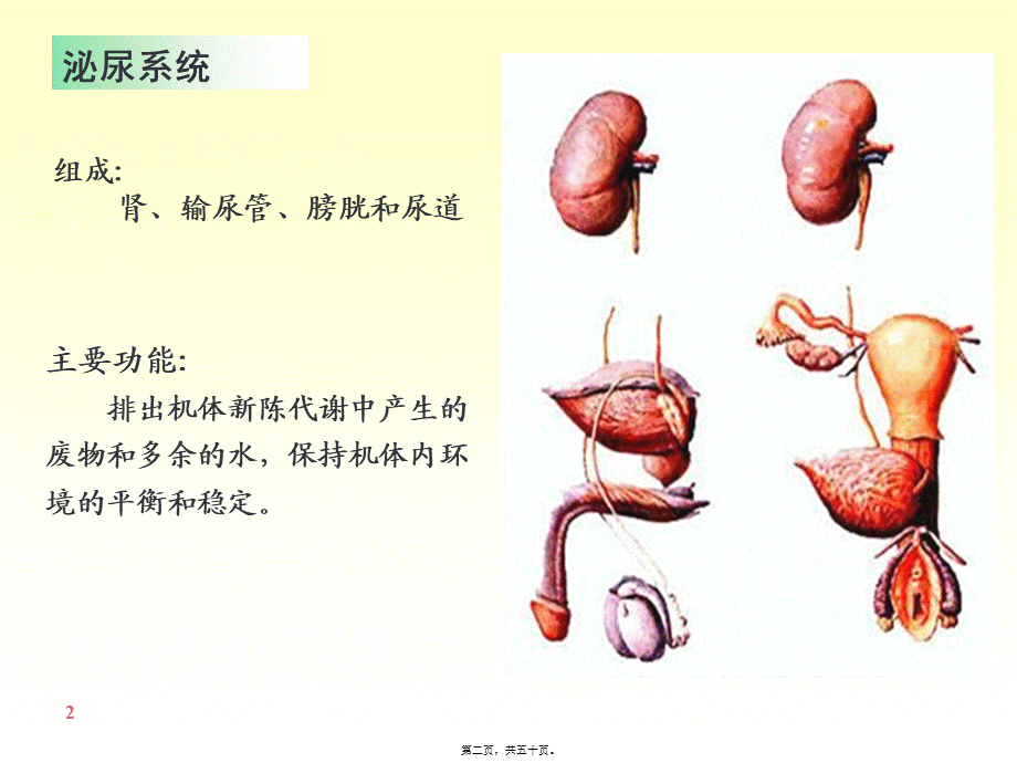 6-泌尿系统.pptx_第2页