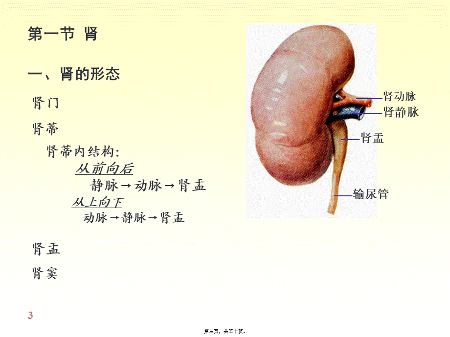 6-泌尿系统.pptx_第3页