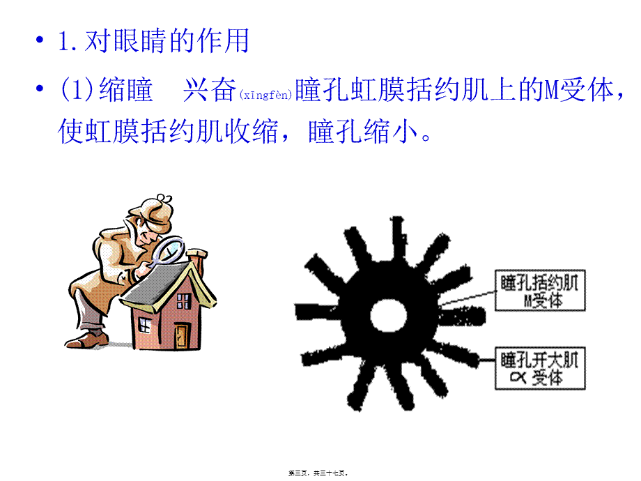 2022年医学专题—第六章-拟胆碱药抗胆碱药.ppt_第3页