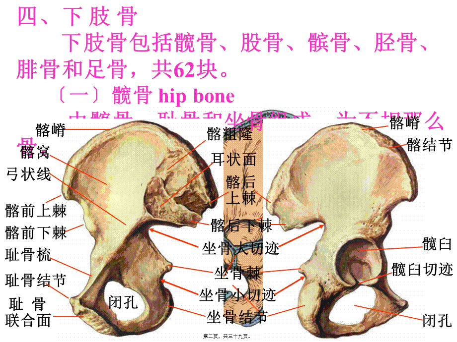 下肢骨与其连结.pptx_第2页