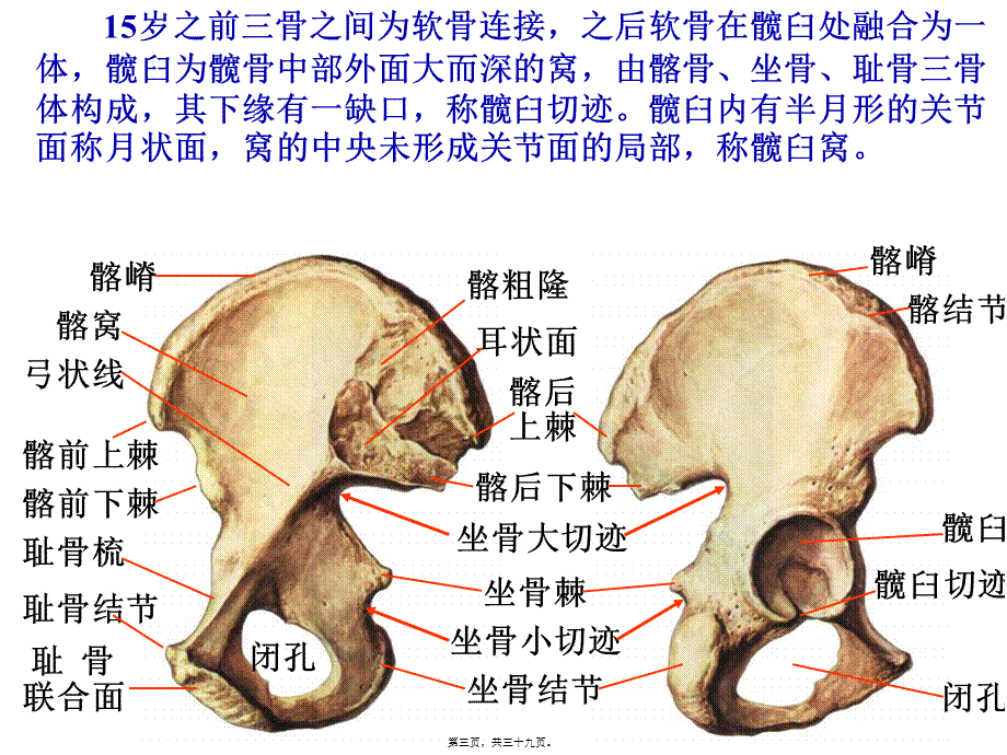 下肢骨与其连结.pptx_第3页