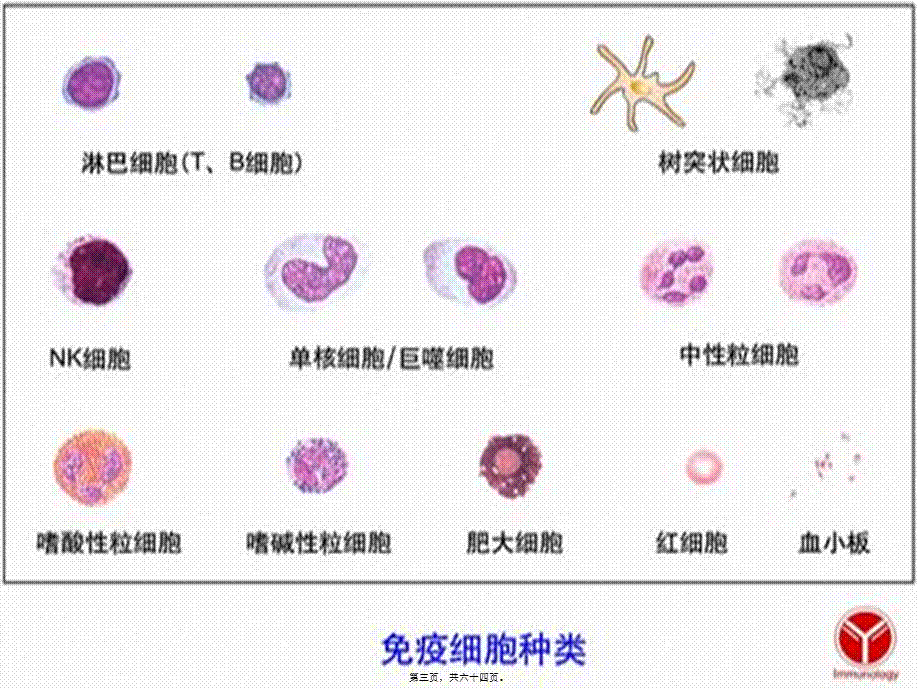 B淋巴细胞活化.pptx_第3页