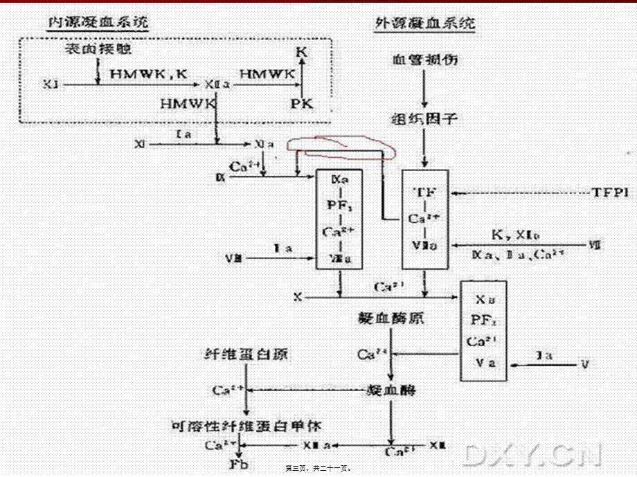 2022年医学专题—凝血功能检测.ppt_第3页