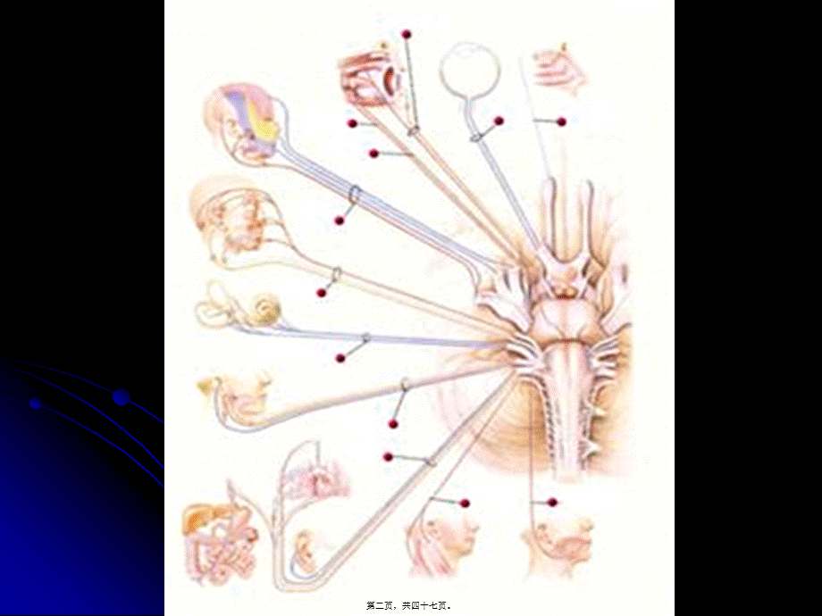 2022年医学专题—脑神经、植物神经幻灯片.ppt_第2页
