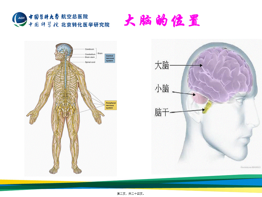 大脑是如何工作的？.pptx_第2页