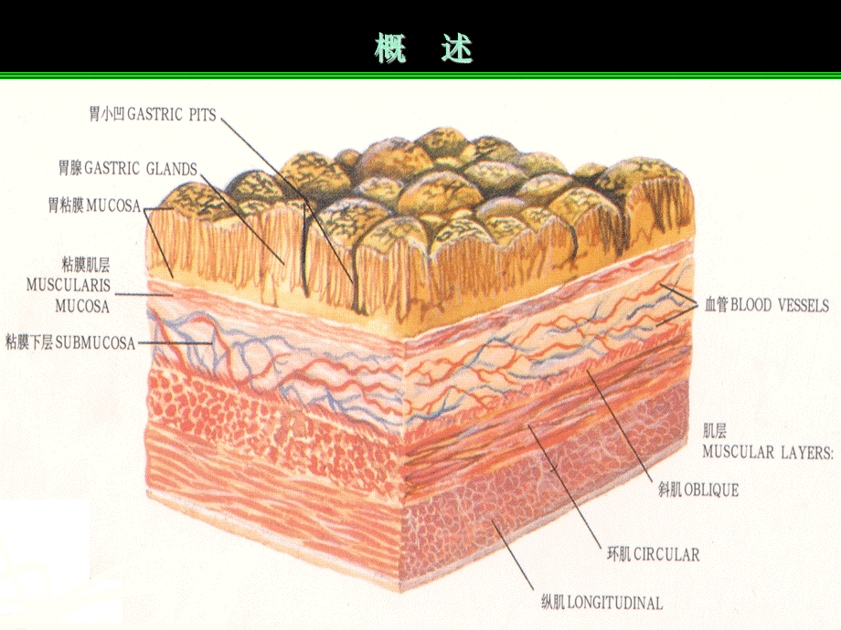 122胃炎(1).ppt_第3页