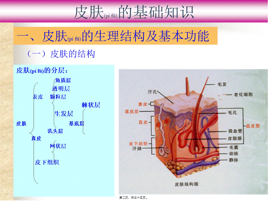 2022年医学专题—皮肤基础知识.ppt_第2页