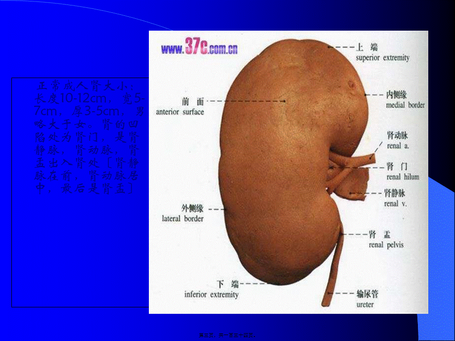 8.泌尿系统及前列腺超声检查.pptx_第3页