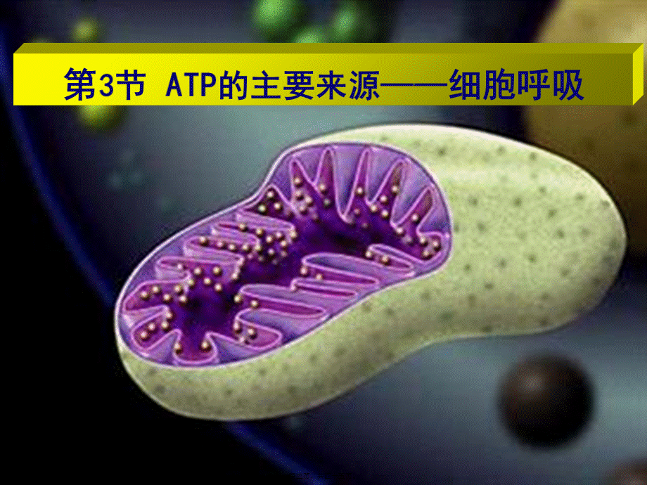 5.3ATP的主要来源──细胞呼吸(用)概述.pptx_第2页