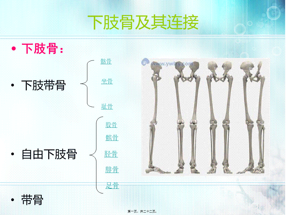 下肢骨及其连接.pptx_第1页