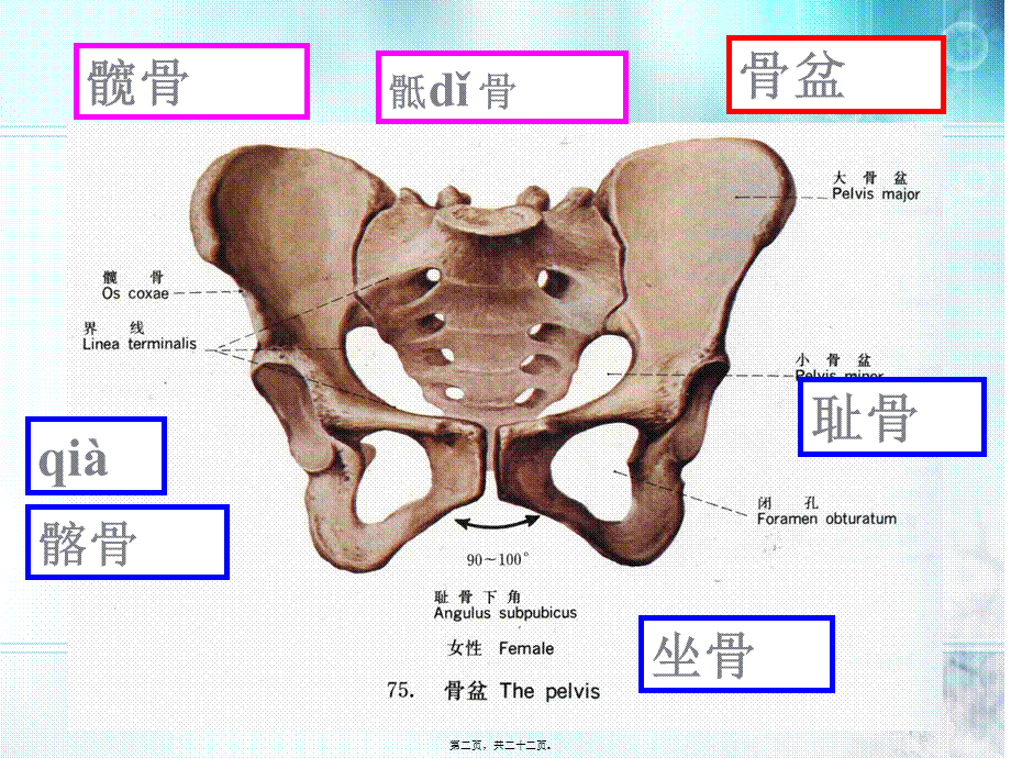 下肢骨及其连接.pptx_第2页