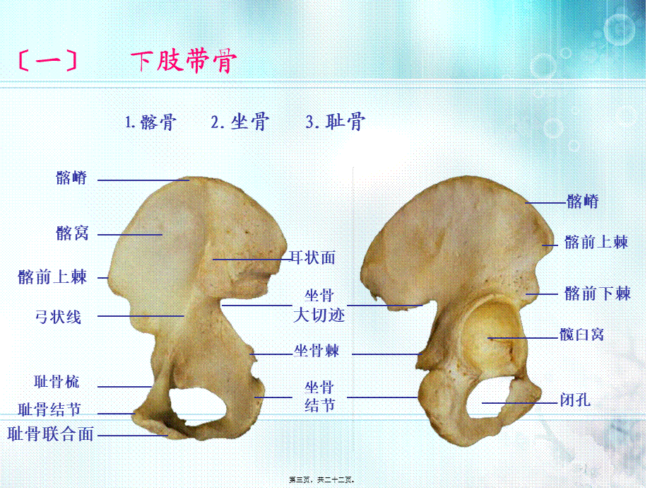 下肢骨及其连接.pptx_第3页