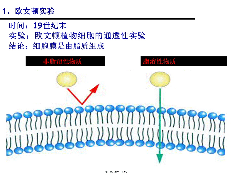 一轮复习：细胞膜流动镶嵌模型.pptx_第1页