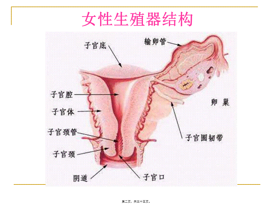 宫颈炎、附件炎、盆腔炎....pptx_第2页