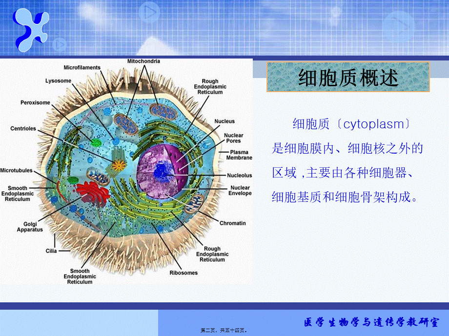 4(细胞质)全解.pptx_第2页