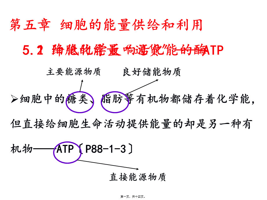 5.2细胞的能量“通货”——ATP.pptx_第1页