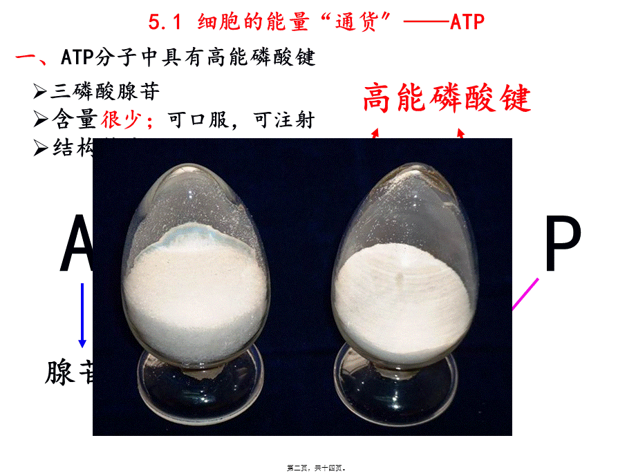 5.2细胞的能量“通货”——ATP.pptx_第2页