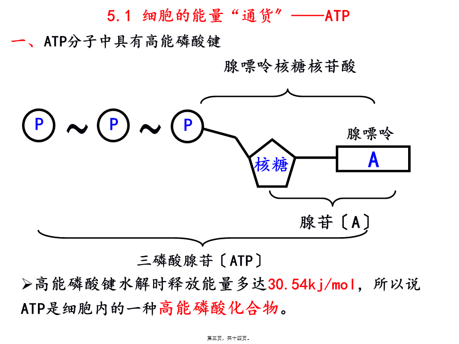 5.2细胞的能量“通货”——ATP.pptx_第3页