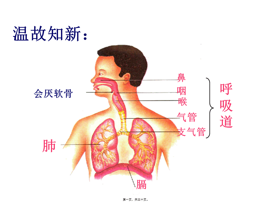 8发生在肺内的气体交换.pptx_第1页