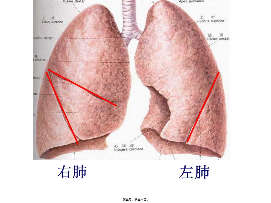 8发生在肺内的气体交换.pptx_第3页