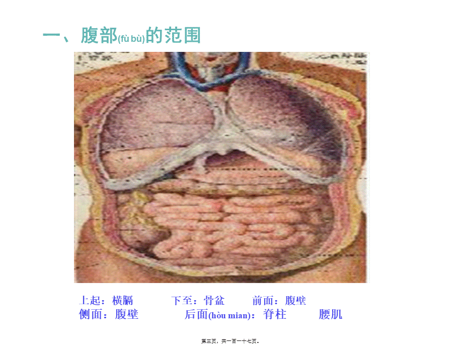 2022年医学专题—健康评估腹部.ppt_第3页