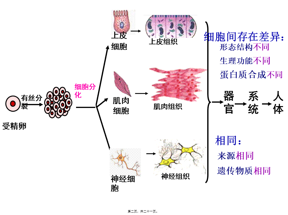 6.2细胞分化.pptx_第2页