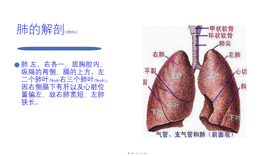 2022年医学专题—肺癌根治手术配合.pptx_第3页