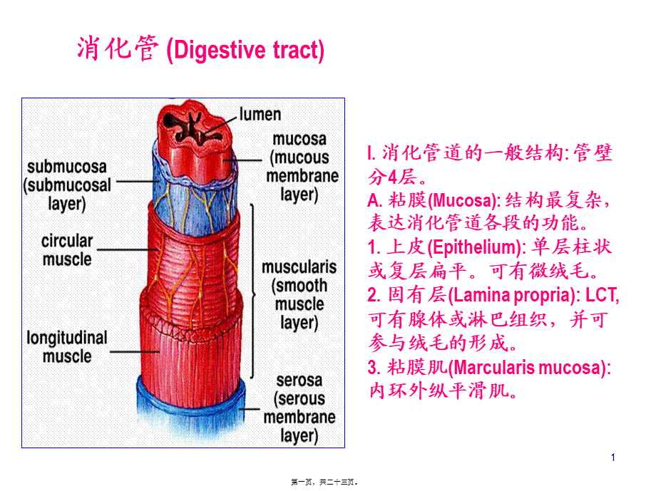 K消化管2.pptx_第1页