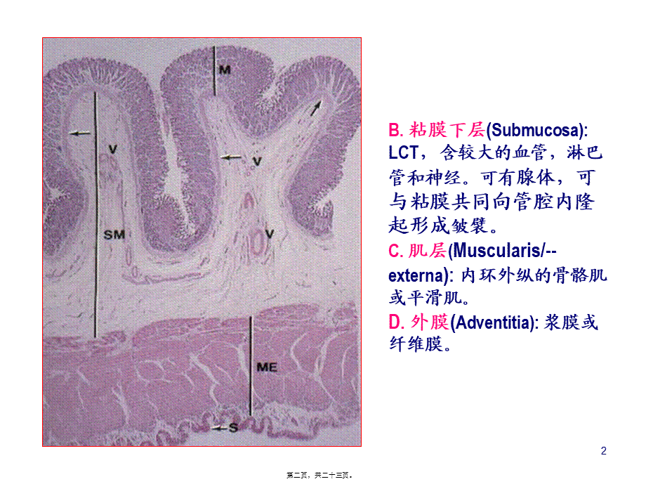 K消化管2.pptx_第2页