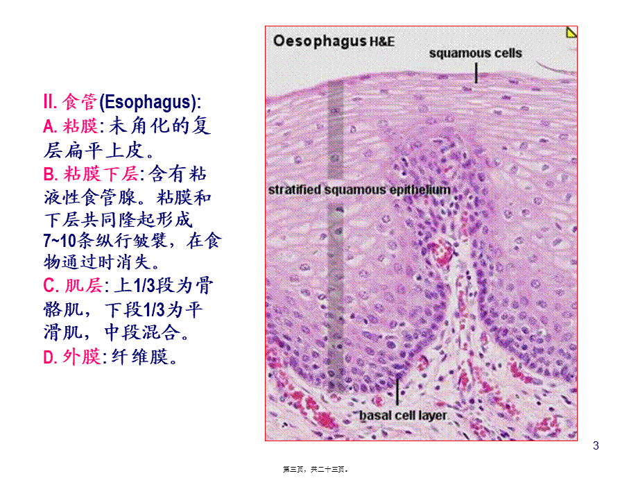 K消化管2.pptx_第3页