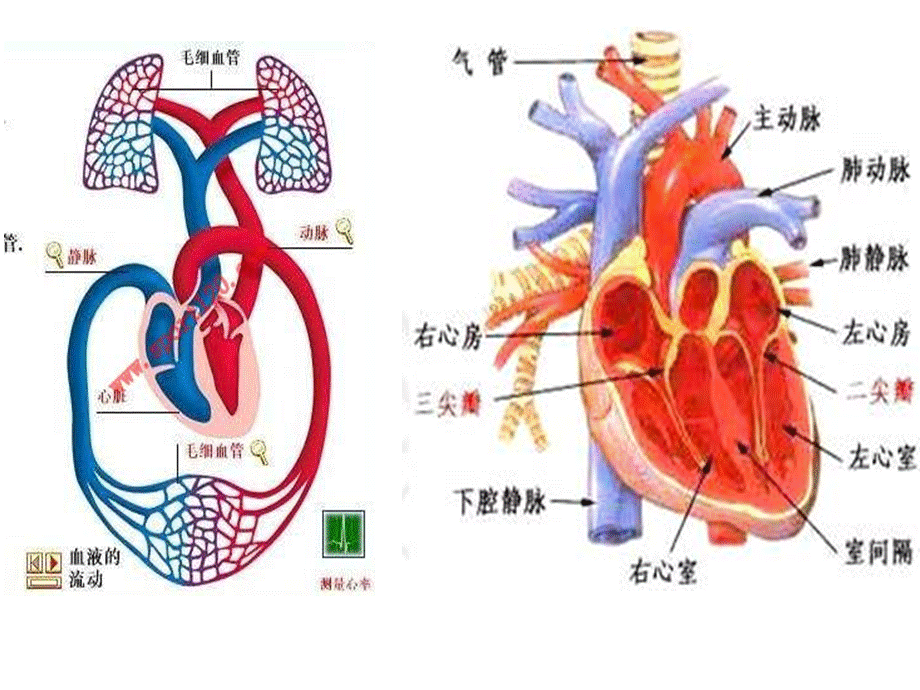 37呼吸内科-肺源性心脏病(1).ppt_第3页