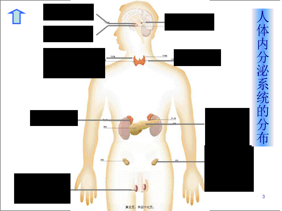 2022年医学专题—组织胚胎学内分泌系统.ppt_第3页