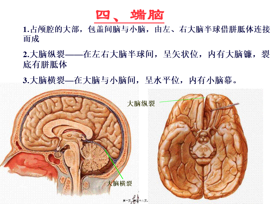 中枢神经-端脑.pptx_第1页