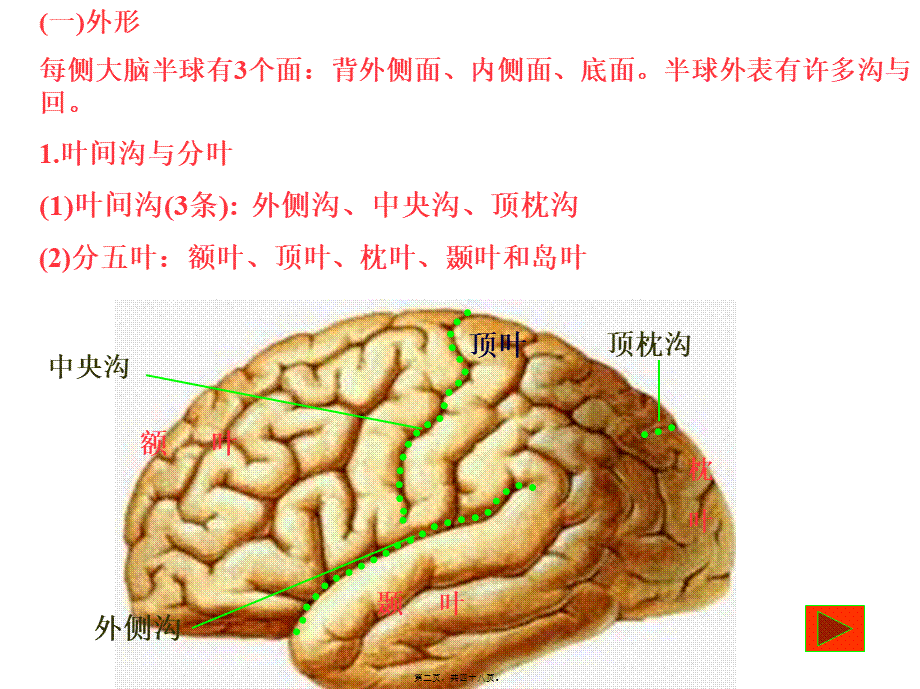 中枢神经-端脑.pptx_第2页