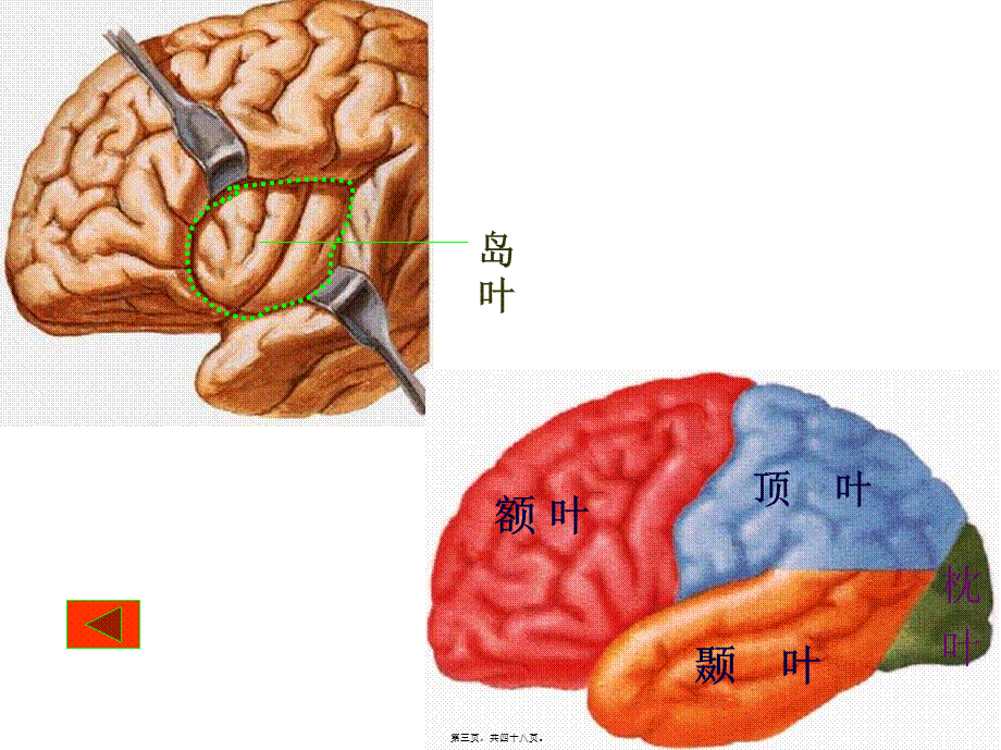 中枢神经-端脑.pptx_第3页