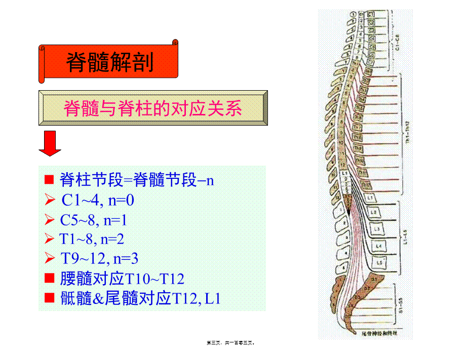 j神经病学脊髓病变.ppt_第3页