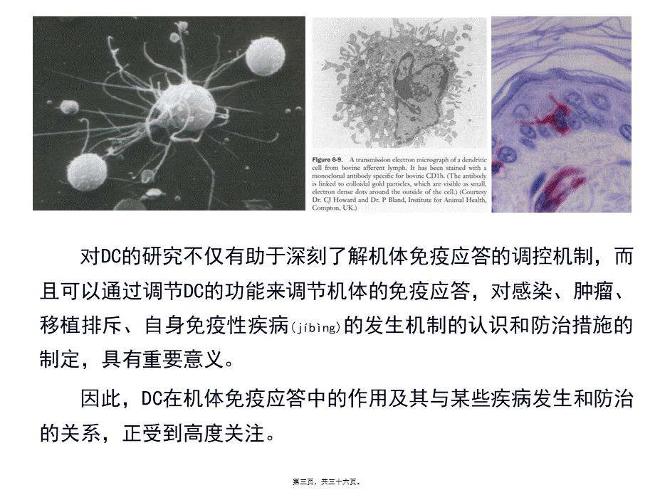 2022年医学专题—树突状细胞简介.ppt_第3页