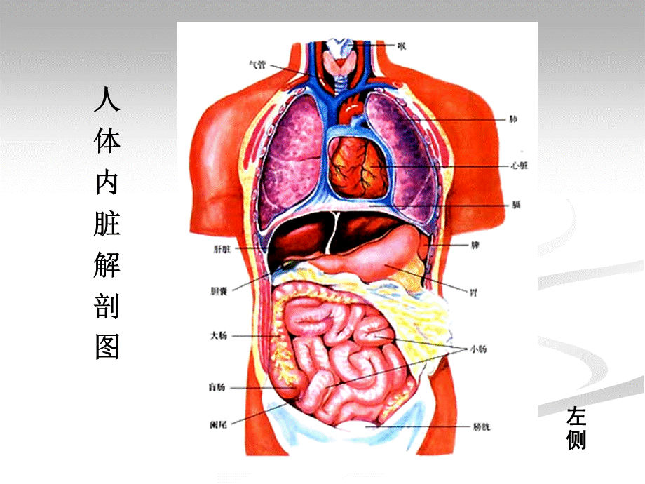 5.消化系统.ppt_第2页