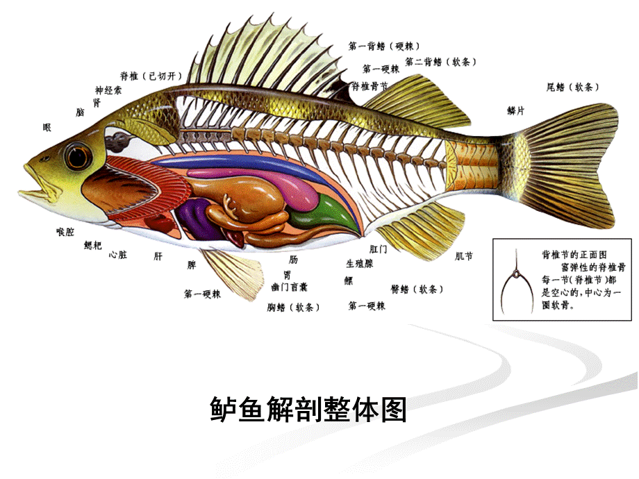 5.消化系统.ppt_第3页