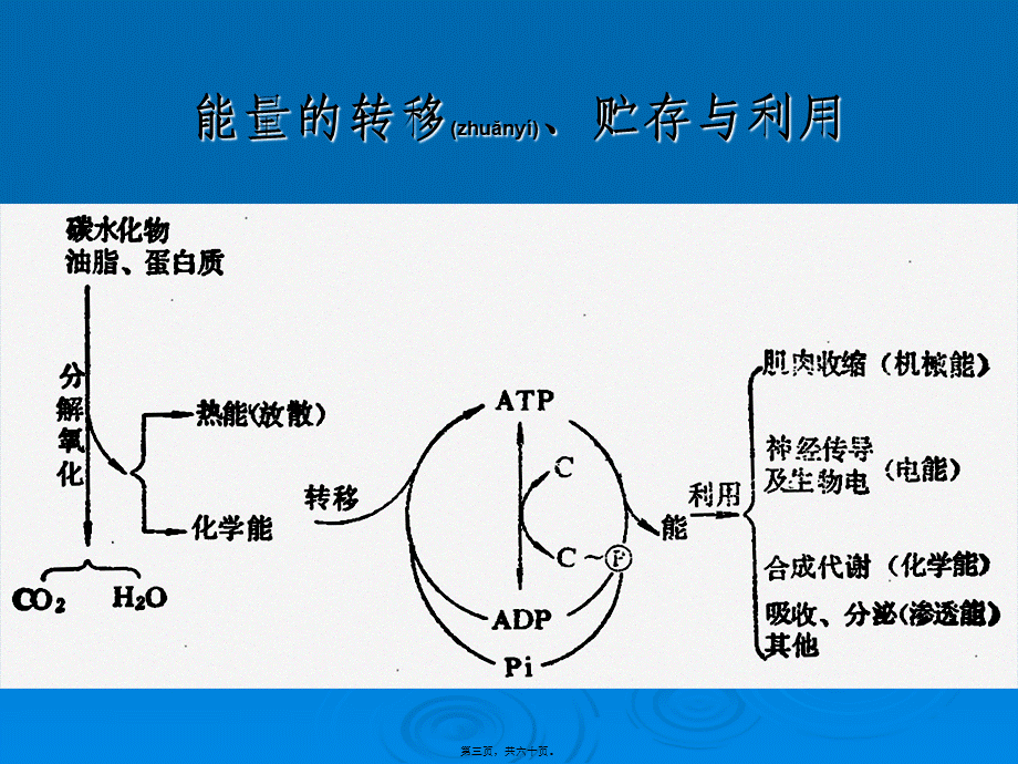 2022年医学专题—第六章-营养与能量平衡.ppt_第3页