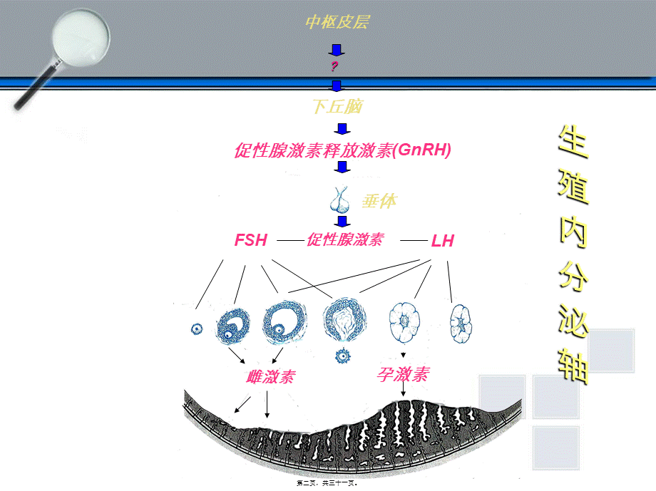下丘脑垂体性腺轴与生殖调节.pptx_第2页