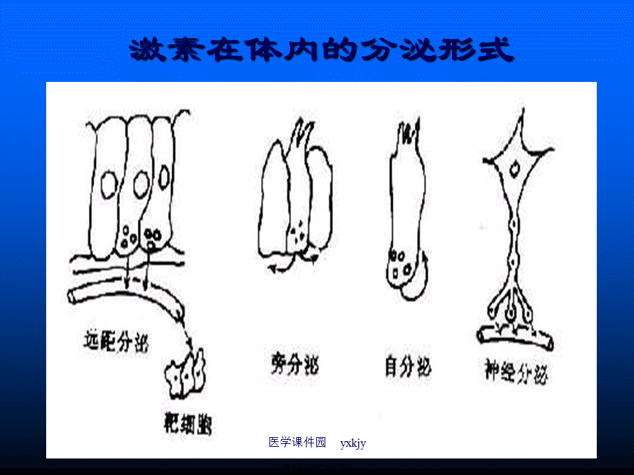 内分泌系统总论.pptx_第3页